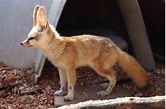 Can You Get a Fennec Fox as a Pet?