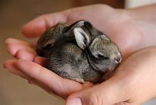 Can You Keep a Wild Baby Rabbit as a Pet?