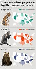 How Many Pets Are in the United States?