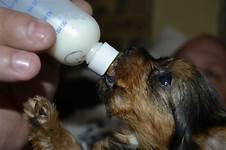 Can Puppies Drink Pet Milk?