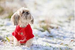 How to Keep Pets Warm in Winter