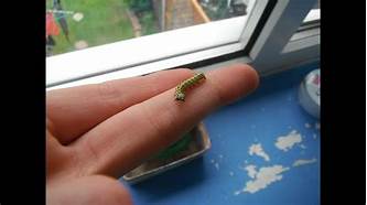 How to Keep a Pet Caterpillar