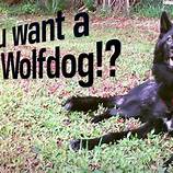 Can You Have a Wolfdog as a Pet