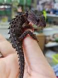 Are Crocodile Skinks Good Pets?