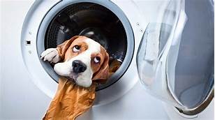 How to Remove Pet Hair in Washing Machine