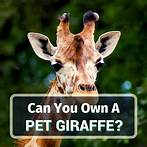 Can You Get a Pet Giraffe?
