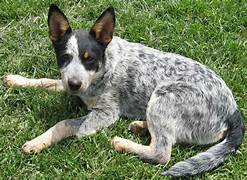 Are Australian Cattle Dogs Good Pets?