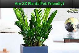 Are ZZ Plants Pet Friendly?