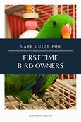 How to Care for a Pet Bird