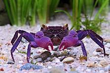 Can You Have a Crab as a Pet?