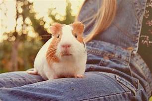 Do Guinea Pigs Like Being Pet?