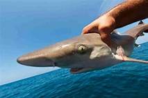 Do Sharks Like Getting Pet?