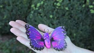 Can You Have a Butterfly as a Pet?