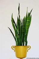 Are Snake Plants Safe for Pets?