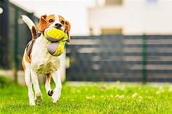 Is It Legal to Bury a Pet in Your Yard?