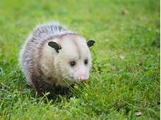 How to Get a Pet Opossum