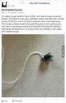 Can You Have a Pet Fly?