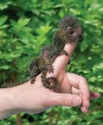 Are Pygmy Marmosets Good Pets?