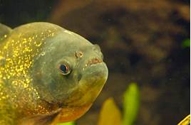 Can You Have Piranhas as Pets?