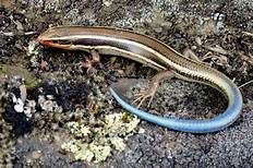 Can You Keep a Common Garden Skink as a Pet?