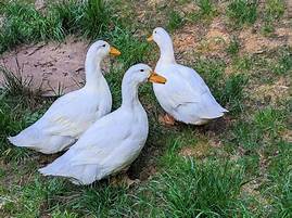 Are Ducks a Good Pet?