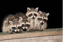 Can I Have a Pet Raccoon in Oregon?