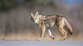 Can You Own a Coyote as a Pet?