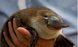 Can You Keep a Platypus as a Pet?
