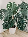 Are Monstera Plants Pet Friendly?