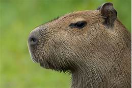 Is a Capybara a Good Pet?