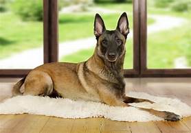 Are Belgian Malinois Good Pets?