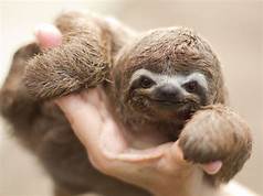 Can You Have Sloths As Pets in the US?