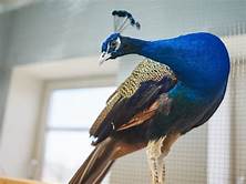 Can You Have a Pet Peacock?