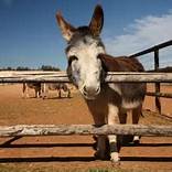 Are Miniature Donkeys Good Pets?