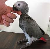 Are African Grey Parrots Good Pets?