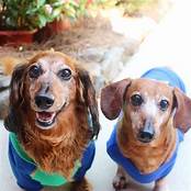 Are Weenie Dogs Good Pets?