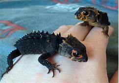 Are Red Eyed Crocodile Skinks Good Pets?