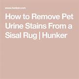 How to Remove Pet Urine from Rug