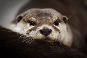 How Can I Get an Otter as a Pet?