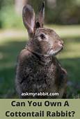 Can You Keep a Cottontail Rabbit as a Pet?