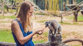 Can Lemurs Be Pets?