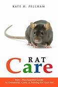 Essential Guide to Caring for Pet Rats