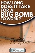 How Long After Bug Bomb Is It Safe for Pets?