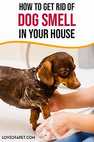 How to Get a Pet Smell Out of the House