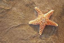 Can You Have a Starfish as a Pet?