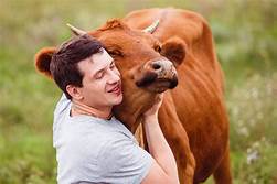 Do Cows Like to Be Pet?