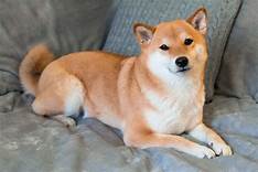 Are Shiba Inus Good Pets?