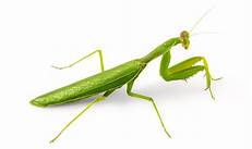 Are Praying Mantis Good Pets?