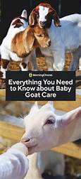 How to Take Care of a Goat as a Pet