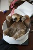 Can You Keep Sloths as Pets?